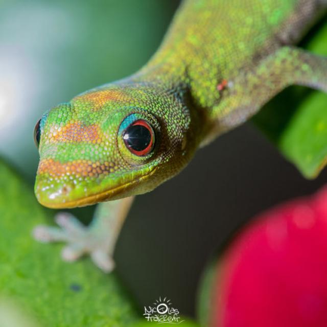 Macro Gecko Mayotte 2019 Faune Phelsuma Laticauda Lezard Nature Animaux 2638 Xlarge