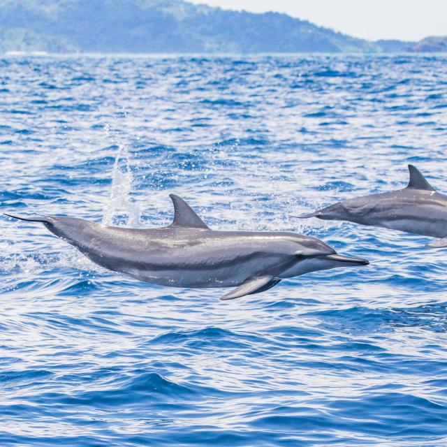 Dauphin Dolphin Lagon Lagoon Saut Jump Sea Ilot Mayotte Photodeck 0700 Original 2