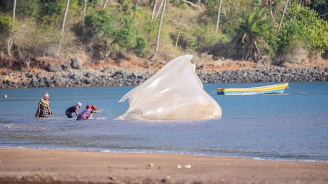 La pêche au Djarifa est une coutume ancestrale de Mayotte, transmise de mère en fille