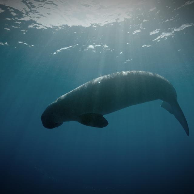 Dugong11 Id7025 2000x1333