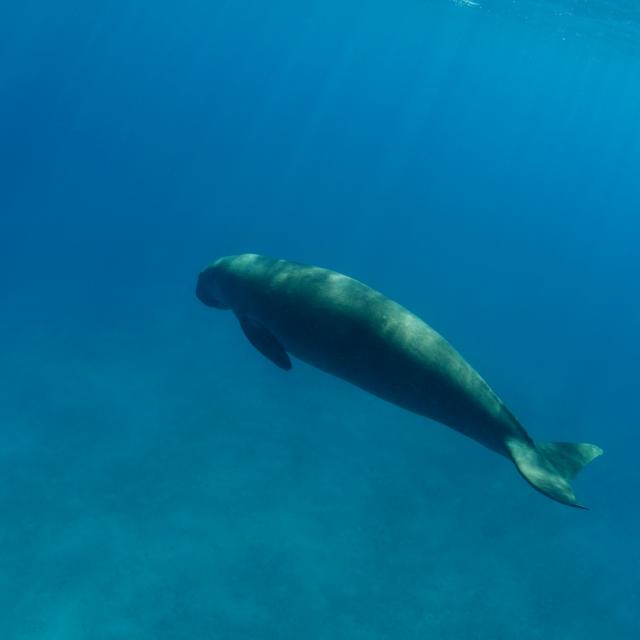 Dugong13 Id7027 2000x1333