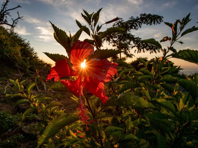 Hibiscus Fleur Soleil Mayotte 2019 Nature Flore Sunset 9817 Original Min