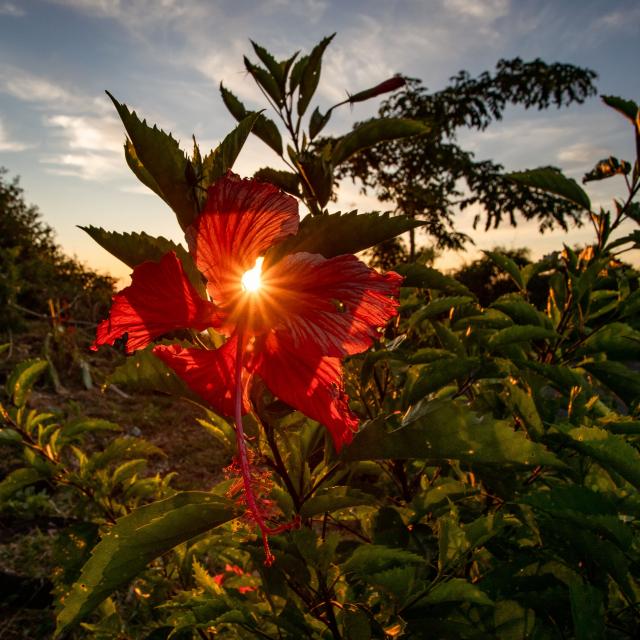 Hibiscus Fleur Soleil Mayotte 2019 Nature Flore Sunset 9817 Original Min