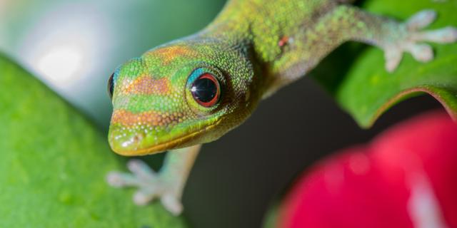 Macro Gecko Mayotte 2019 Faune Phelsuma Laticauda Lezard Nature Animaux 2638 Original