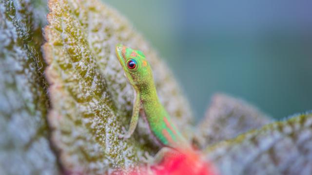 Macro Gecko Mayotte 2019 Faune Phelsuma Laticauda Lezard Nature Animaux Juvenile 2587 Original