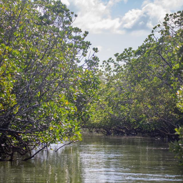 La mangrove de Mayotte est sinueuse et abrite bien des esprits