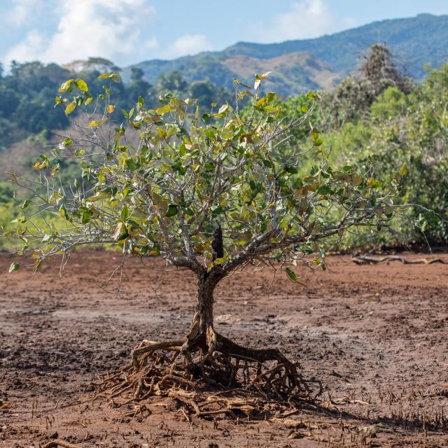 Mangrove Mayotte Aout 2020 5063 Original (1)