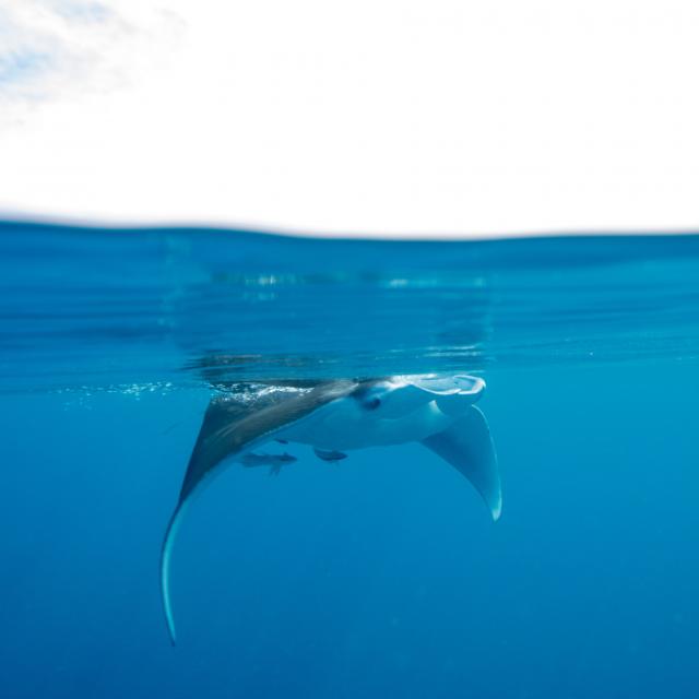 Mayotte Nature Underwater Sous Marin Manta Mi Eau Mi Air 3158 Original 2