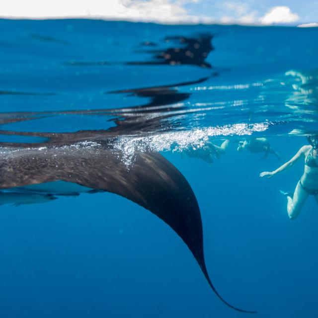 Mayotte Nature Underwater Sous Marin Manta Touristes Mise À Leau 3167 Original