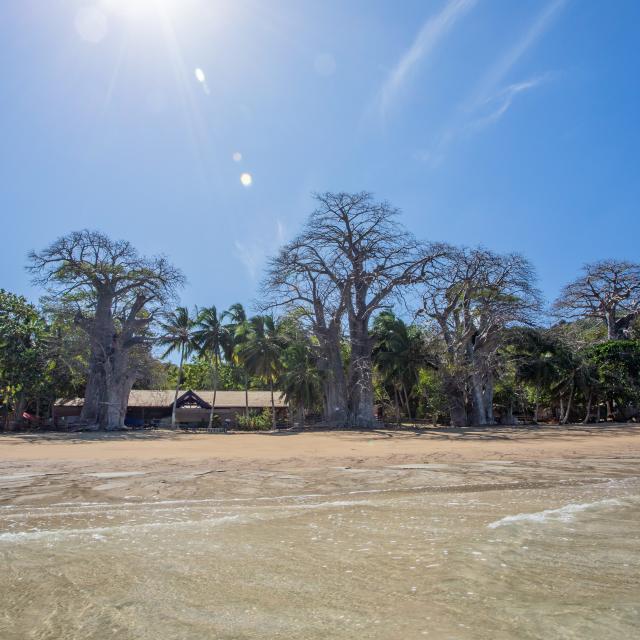 Mayotte Ngouja Grande Maree Arbres Baobab Cocotier Jardin Maore 1486 Original