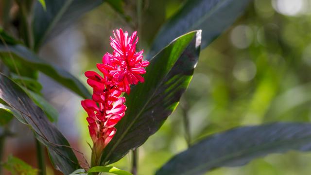 Mayotte Plante Fleur Flower Tropical Zingiberacees Alpinia Purpurata 2436 Original