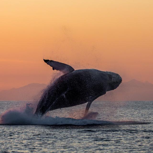 Mayotte Sunset Coucher De Soleil Baleine A Bosse Megaptera Novaeangliae Lagon Saut Whale Jump 2344 Original 2