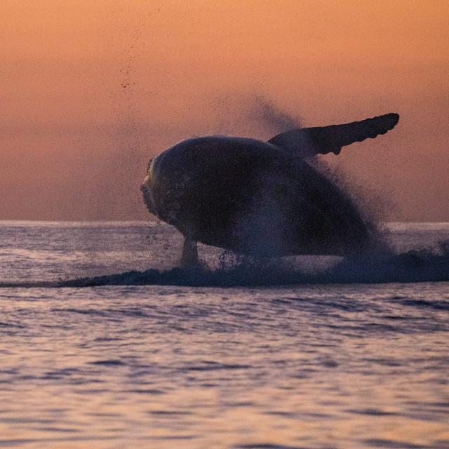 Mayotte Sunset Coucher De Soleil Baleine A Bosse Megaptera Novaeangliae Lagon Whale Jump Saut 2421 Original 2