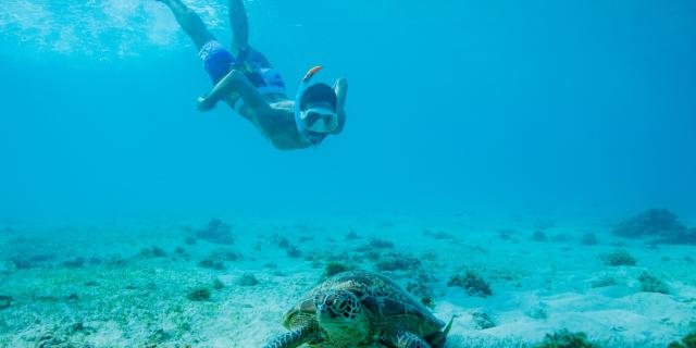 Mayotte Tortue Animaux Ngouja Remora Poisson Nature Lagon 9094 Original (1)