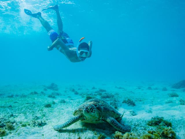 Mayotte Tortue Animaux Ngouja Remora Poisson Nature Lagon 9094 Original (1)