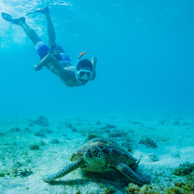 Mayotte Tortue Animaux Ngouja Remora Poisson Nature Lagon 9094 Original (1)