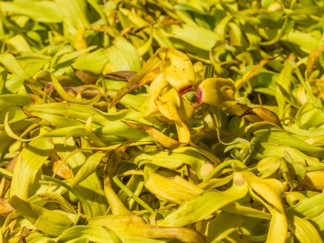 Mayotte Ylang Ylang Cananga Odorata Plantes Flore Nature 2479 Original