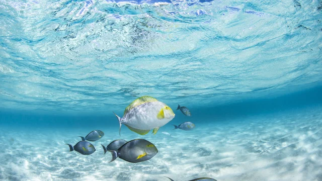 Poissons chirurgiens dans les eaux turquoise du lagon de Mayotte.