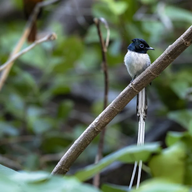 Moucherolle de Madagascar, Mayotte