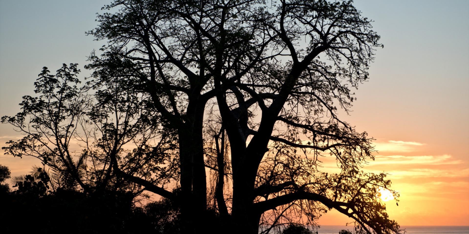 Coucher de soleil, Baobab dans le sud de Mayotte